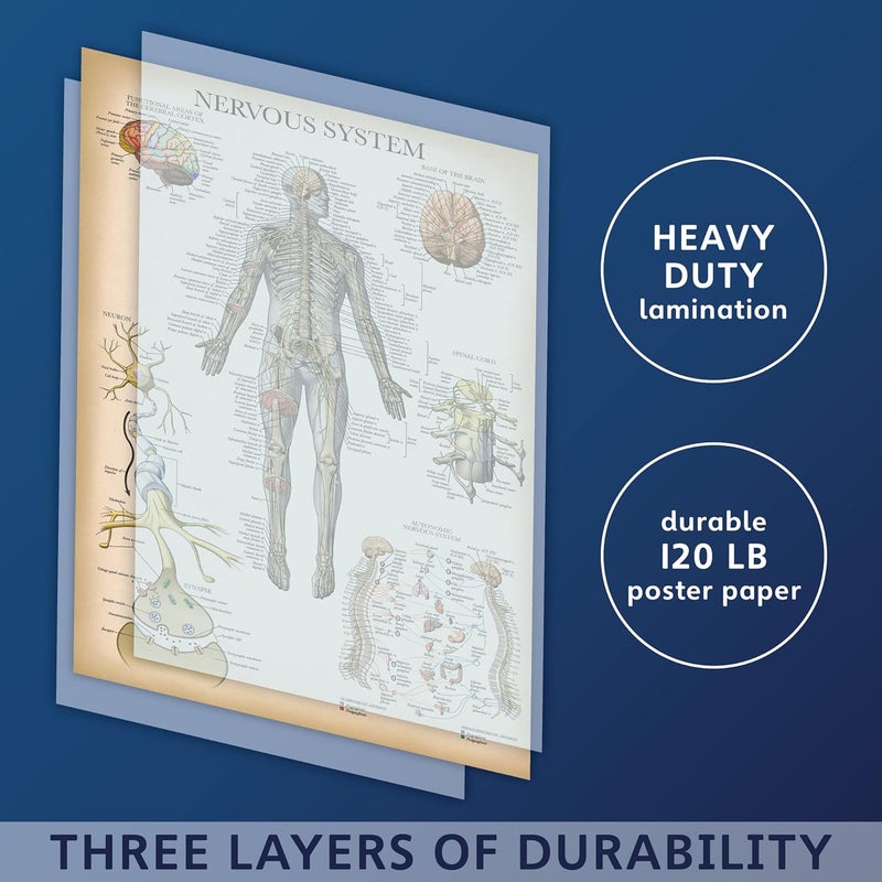 Palace Learning 2 Pack - Vintage Nervous System & Brain Anatomy Posters - Set of 2 Anatomical Charts - Laminated 18" x 24" - Image 3